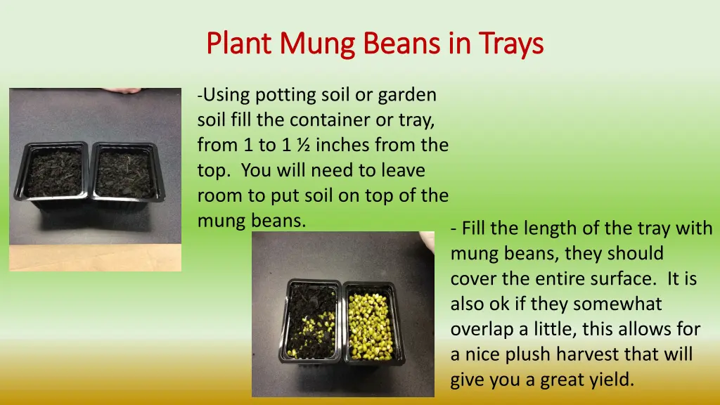 plant mung beans in trays plant mung beans
