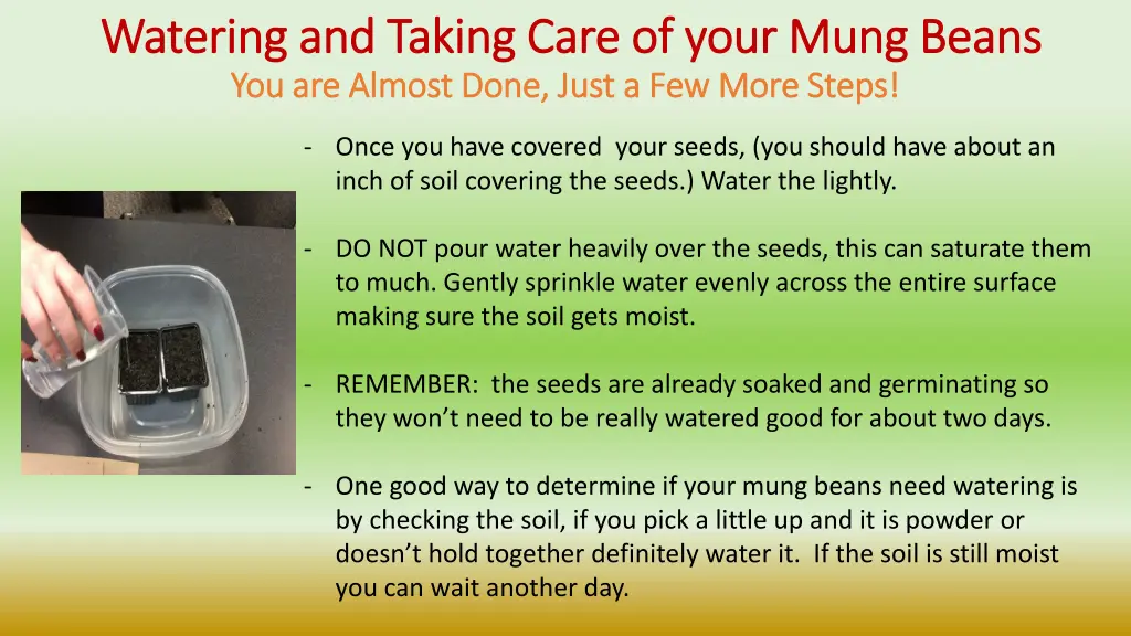 watering and taking care of your mung beans