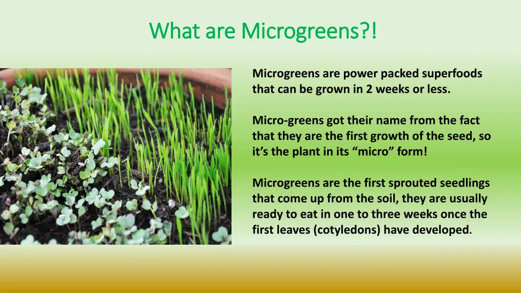 what are microgreens what are microgreens