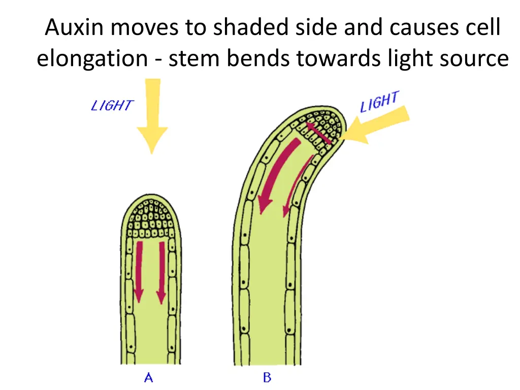 auxin moves to shaded side and causes cell