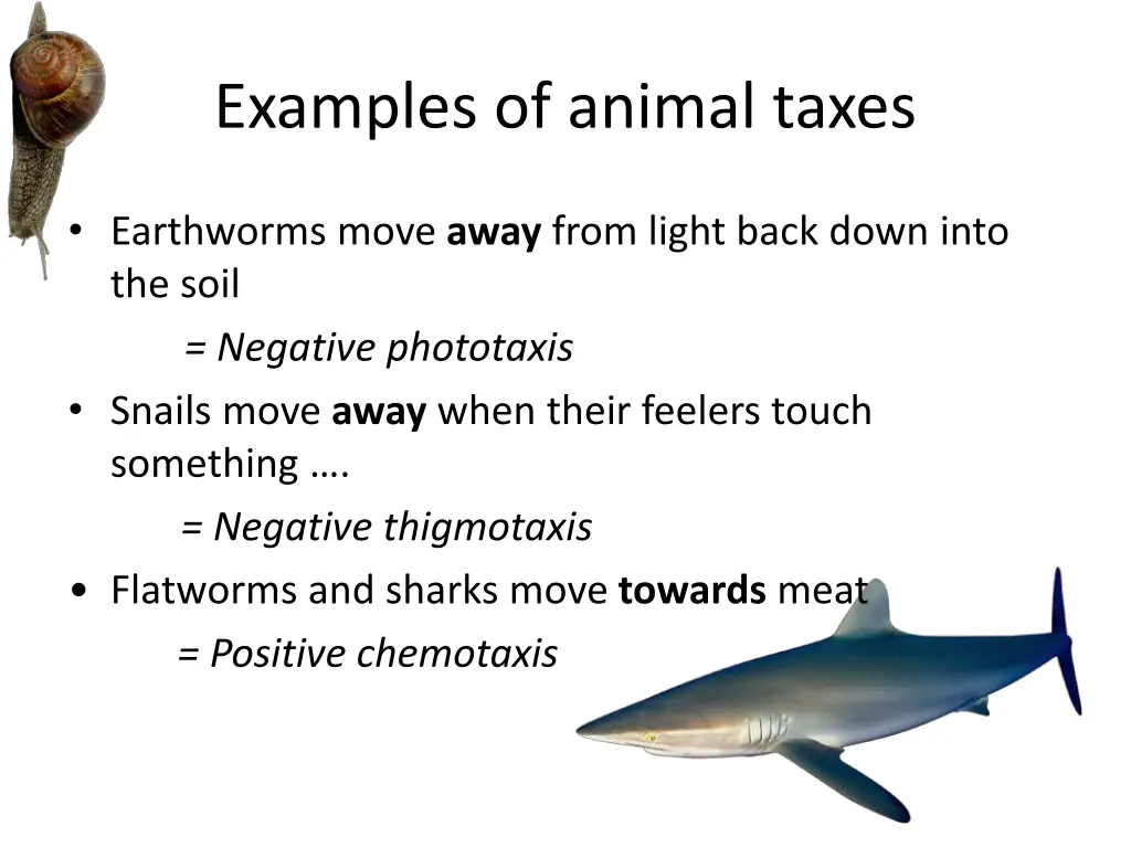 examples of animal taxes