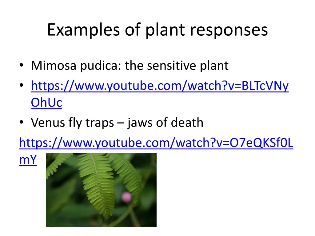 examples of plant responses
