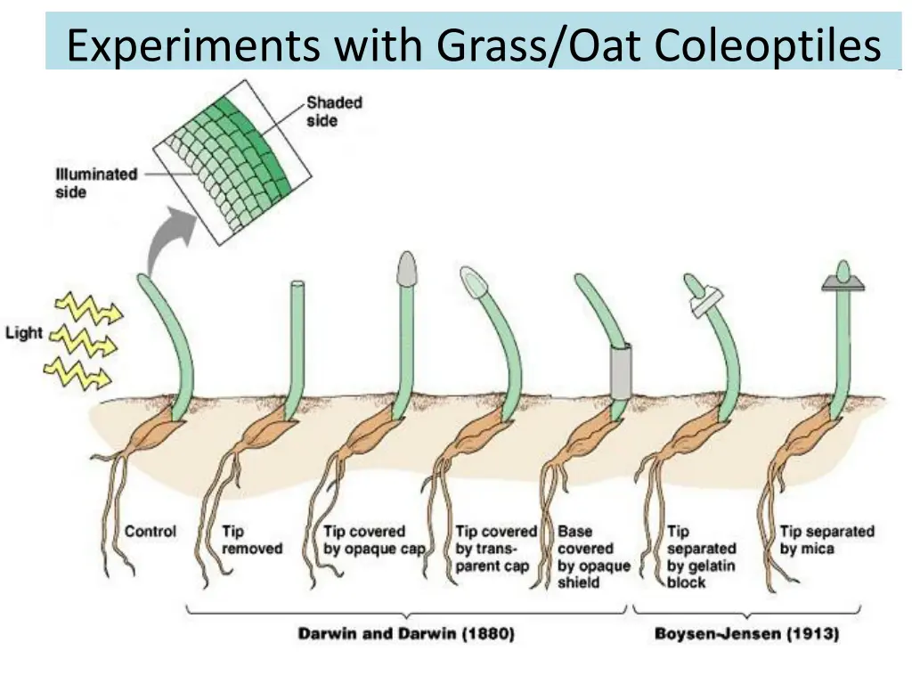 experiments with grass oat coleoptiles