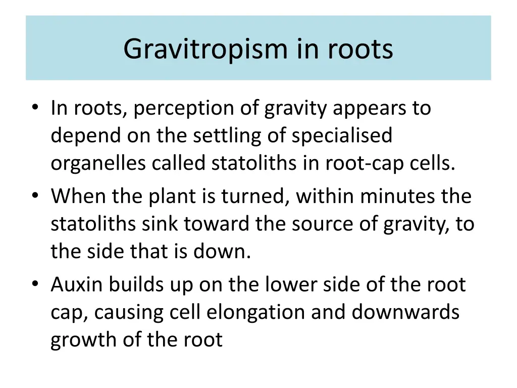 gravitropism in roots