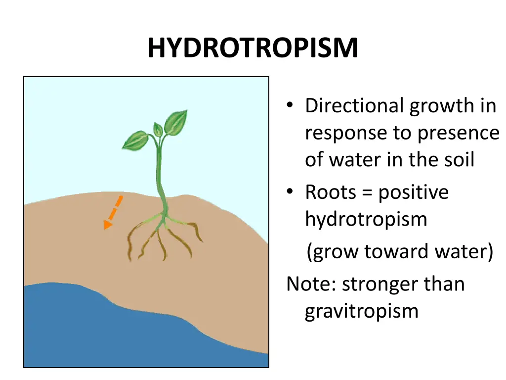 hydrotropism