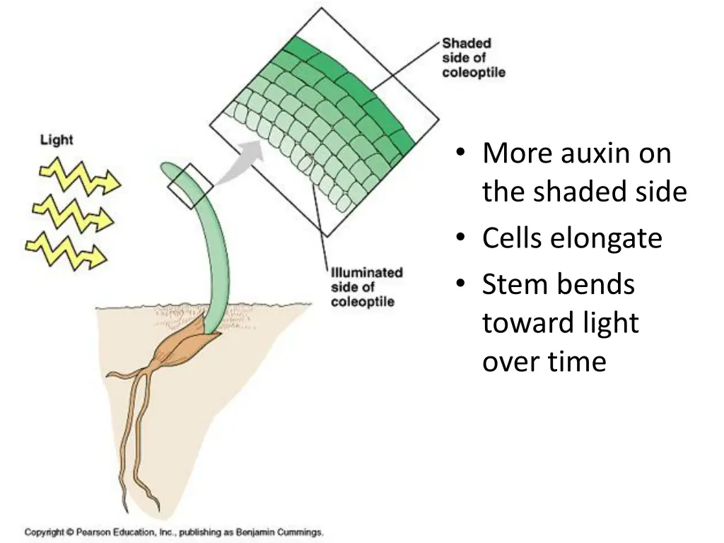 more auxin on the shaded side cells elongate stem