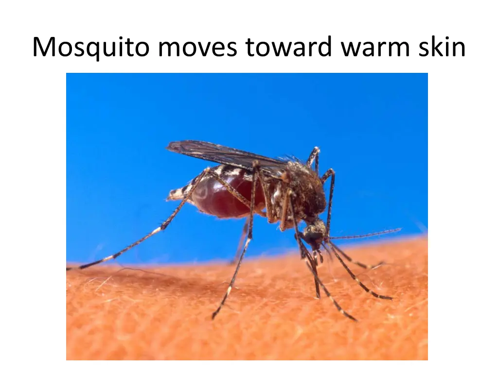 mosquito moves toward warm skin