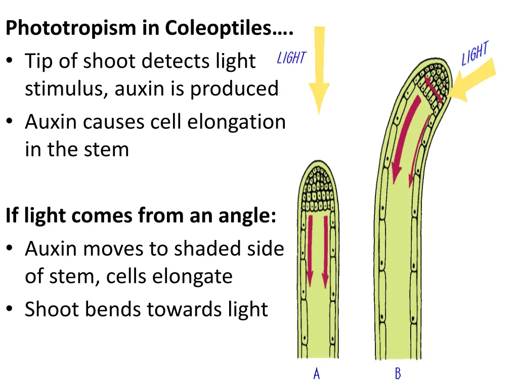 phototropism in coleoptiles tip of shoot detects