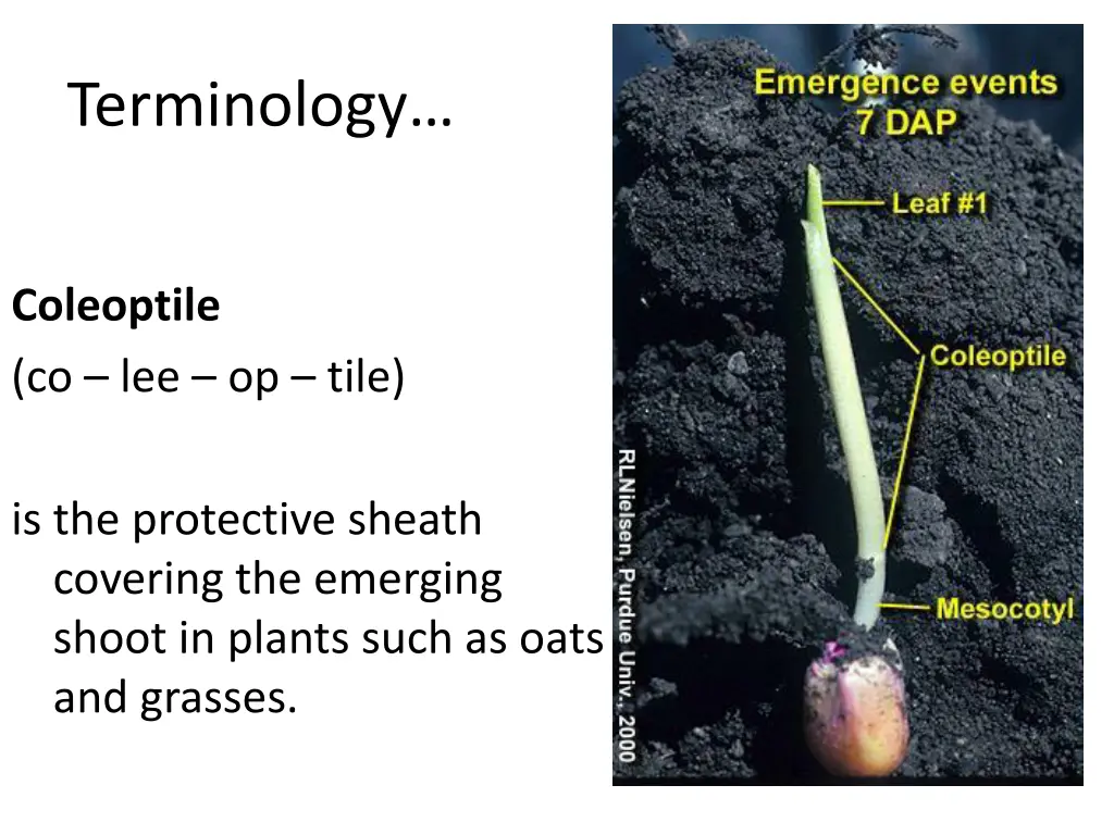terminology