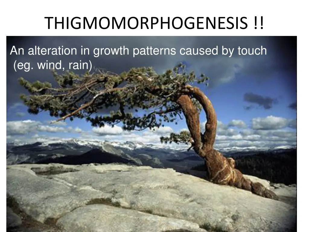 thigmomorphogenesis