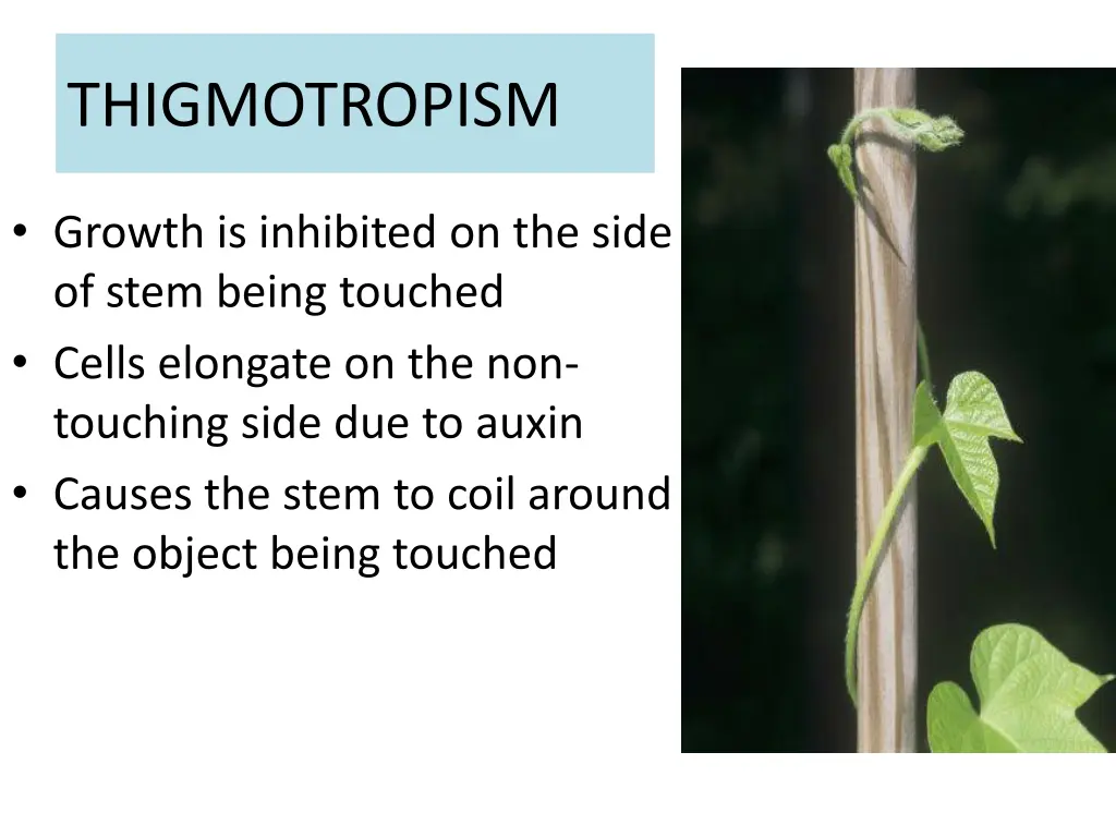 thigmotropism 1