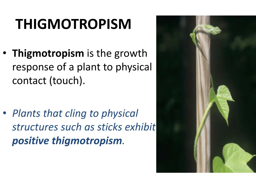 thigmotropism