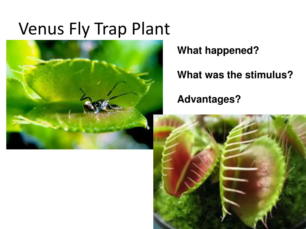 venus fly trap plant