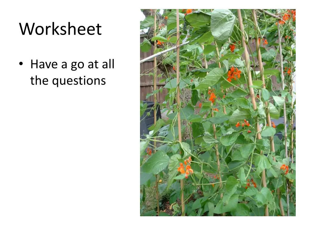 worksheet