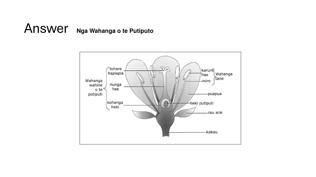 answer nga wahanga o te putiputo