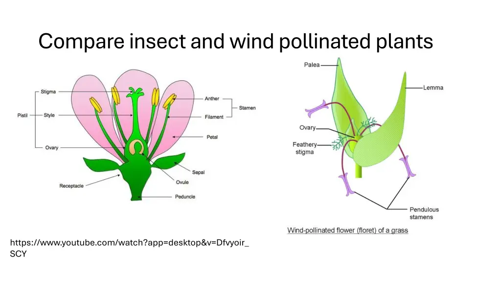 compare insect and wind pollinated plants