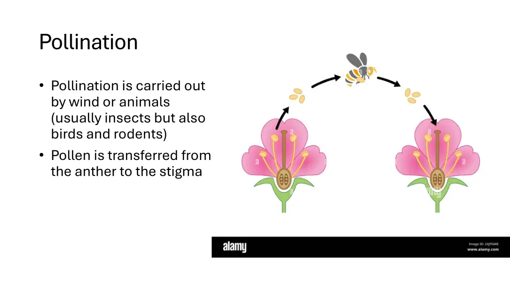 pollination