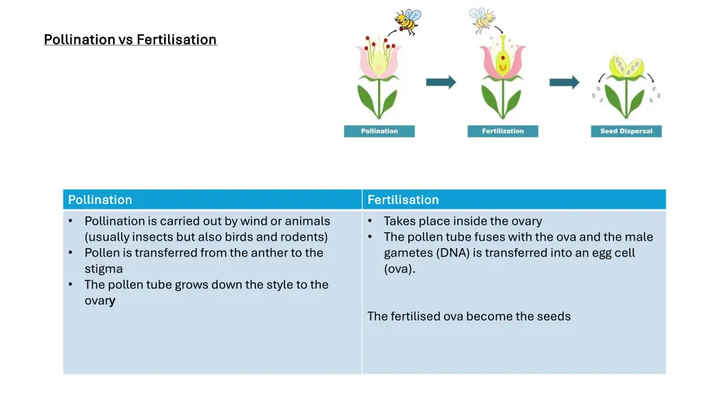 pollination vs fertilisation pollination