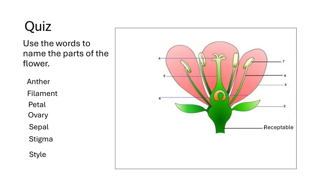 quiz use the words to name the parts of the flower