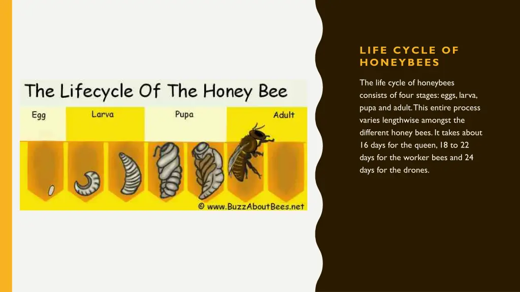 life cycle of honeybees