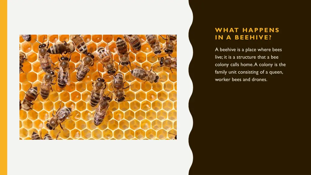 what happens in a beehive