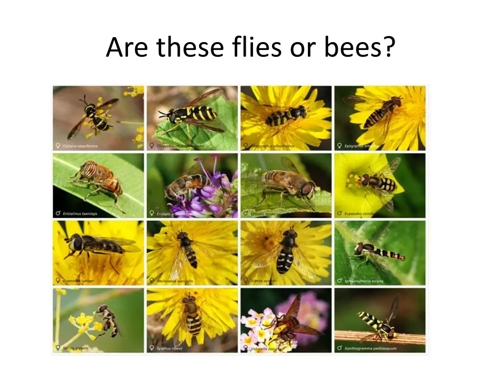 are these flies or bees