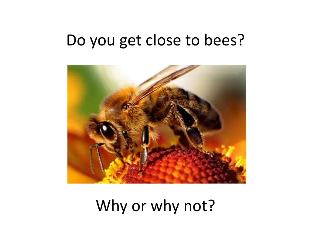do you get close to bees