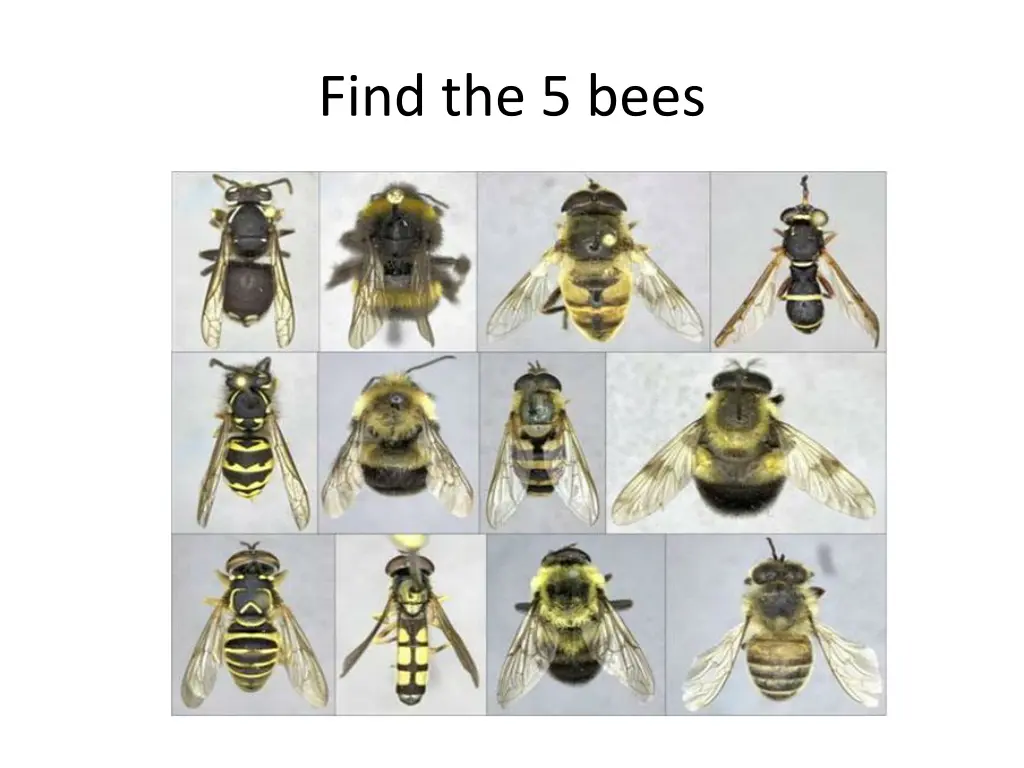 find the 5 bees