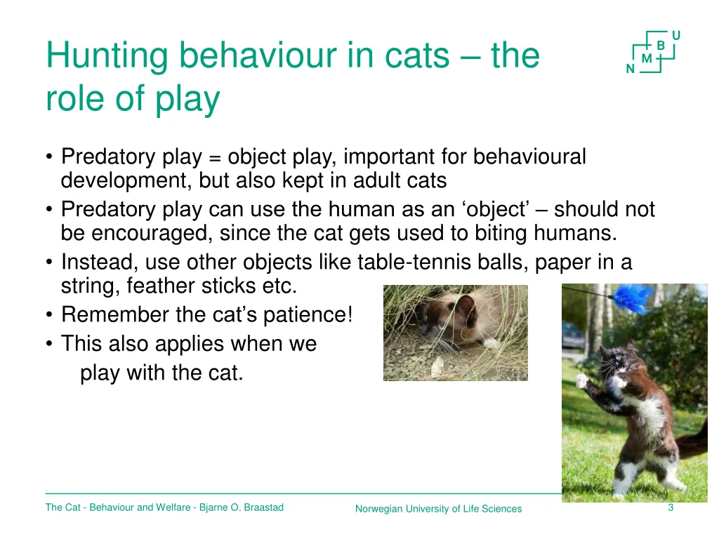 hunting behaviour in cats the role of play