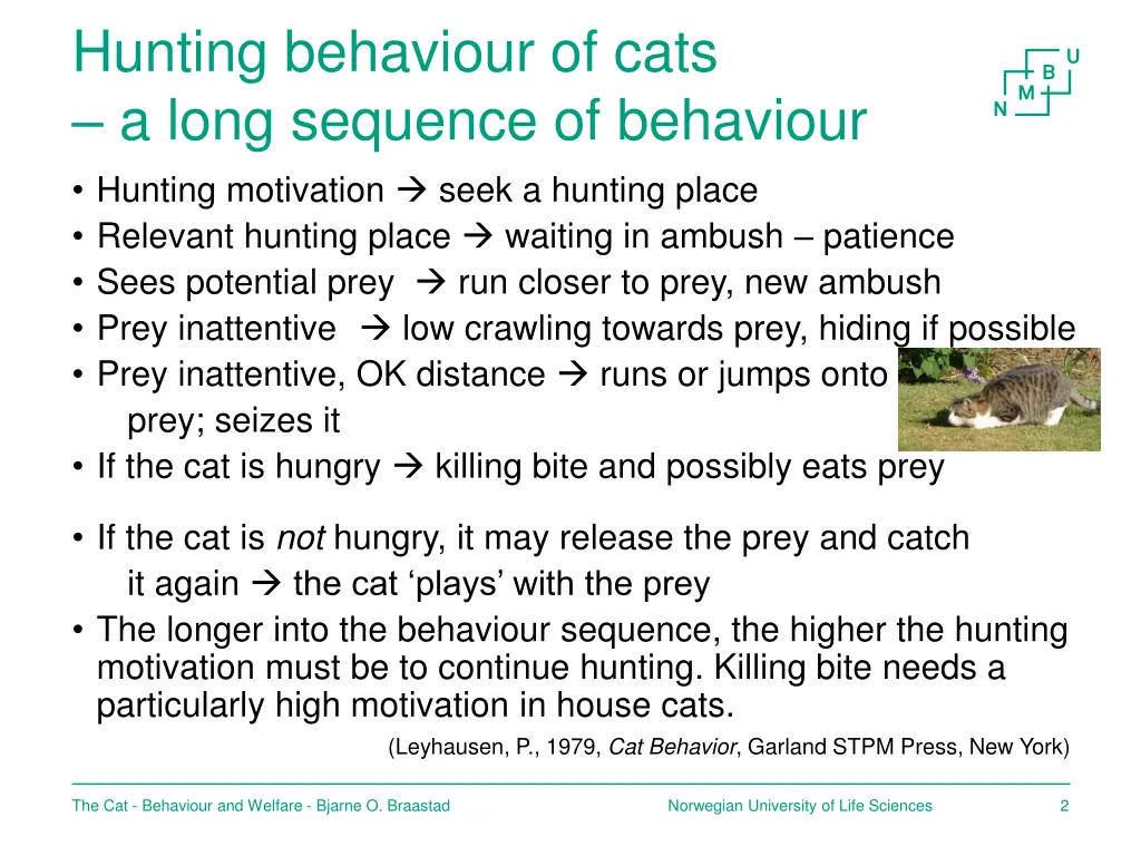 hunting behaviour of cats a long sequence