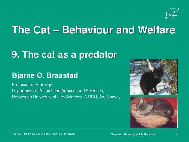 the cat behaviour and welfare
