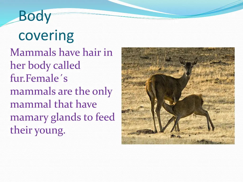 body covering mammals have hair in her body