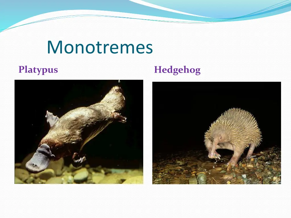 monotremes 1