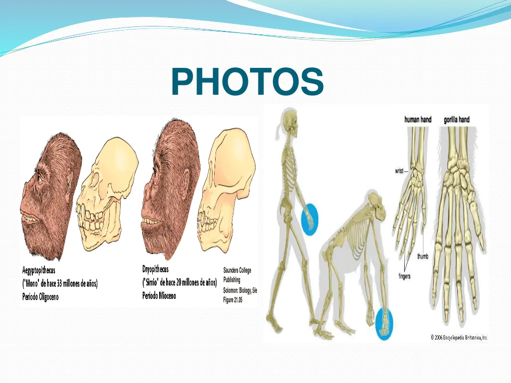 photos