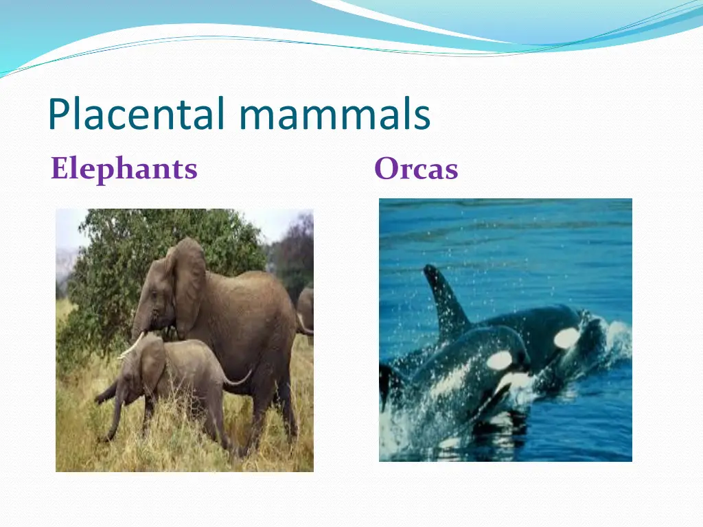 placental mammals elephants