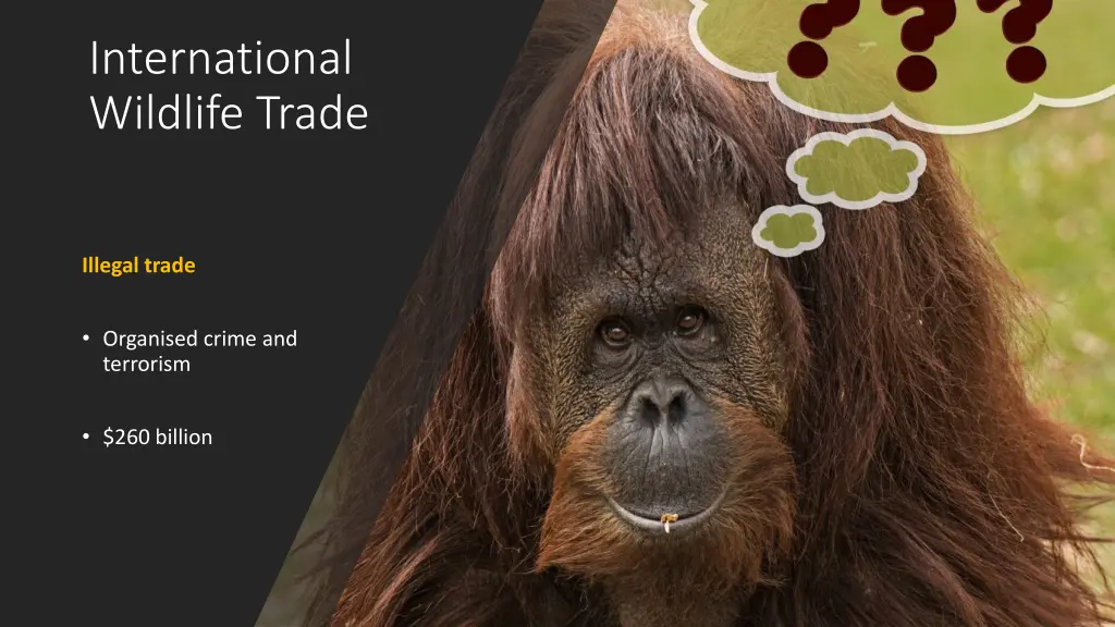 international wildlife trade 2