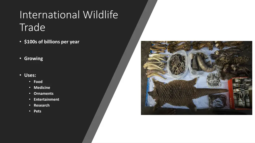 international wildlife trade