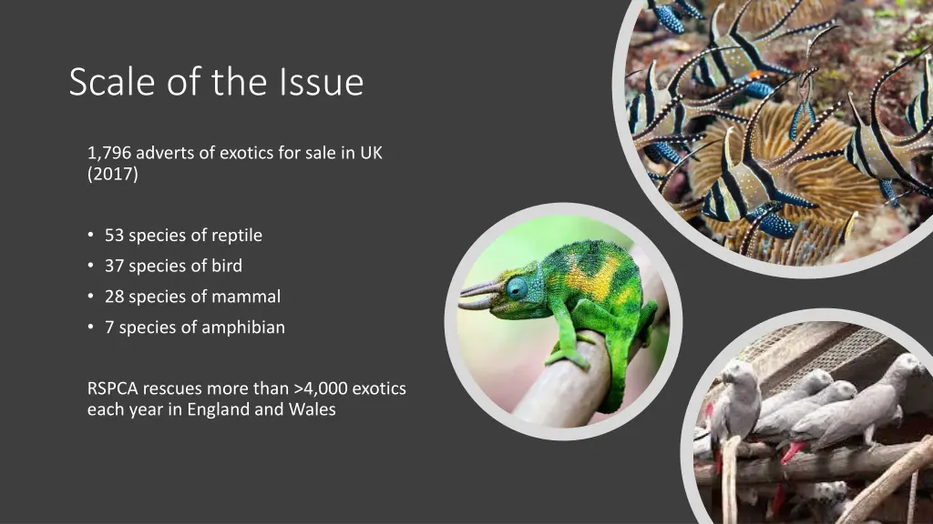 scale of the issue 1