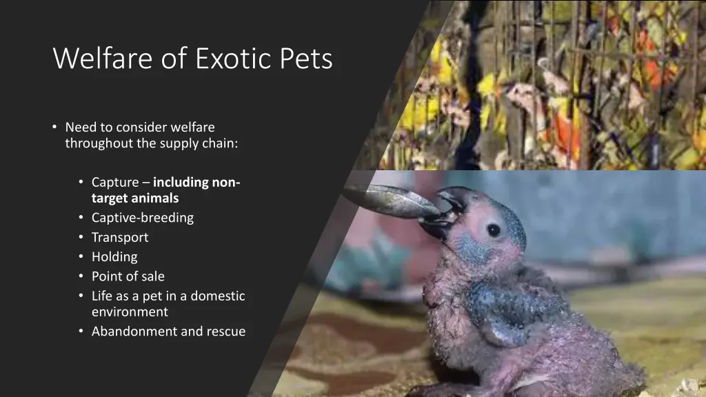 welfare of exotic pets 1