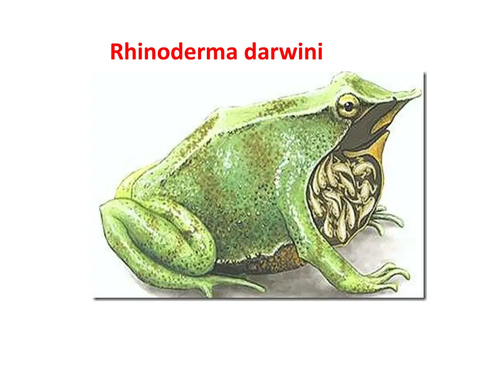 amphibia prental care rhinoderma darwini