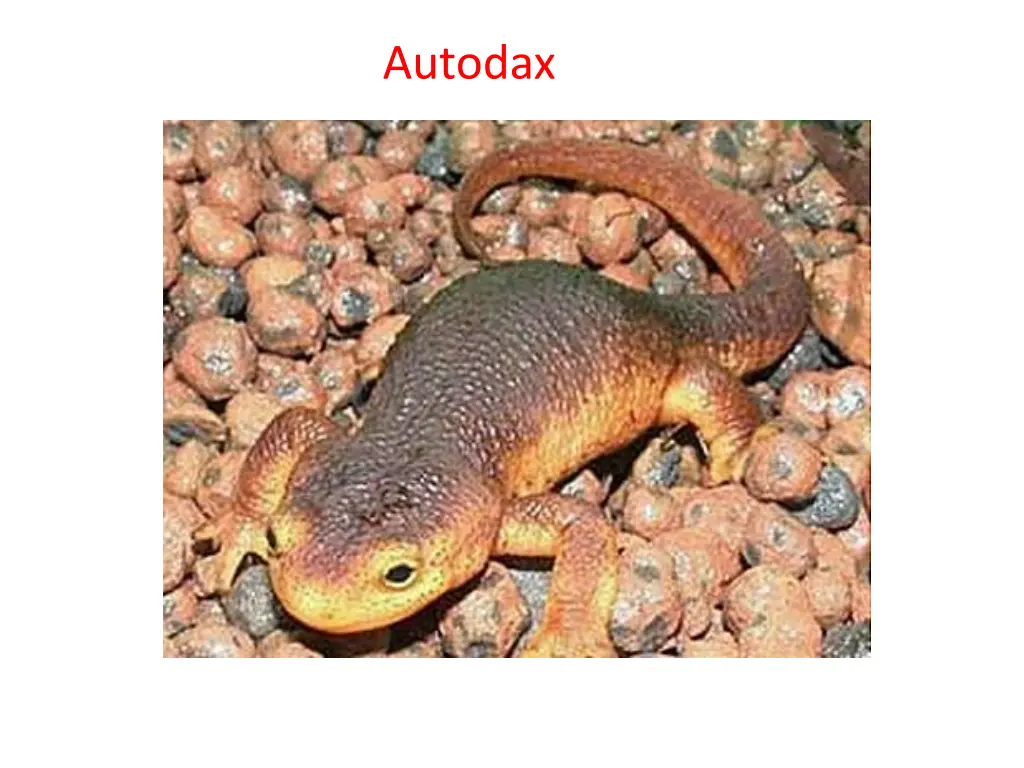 autodax