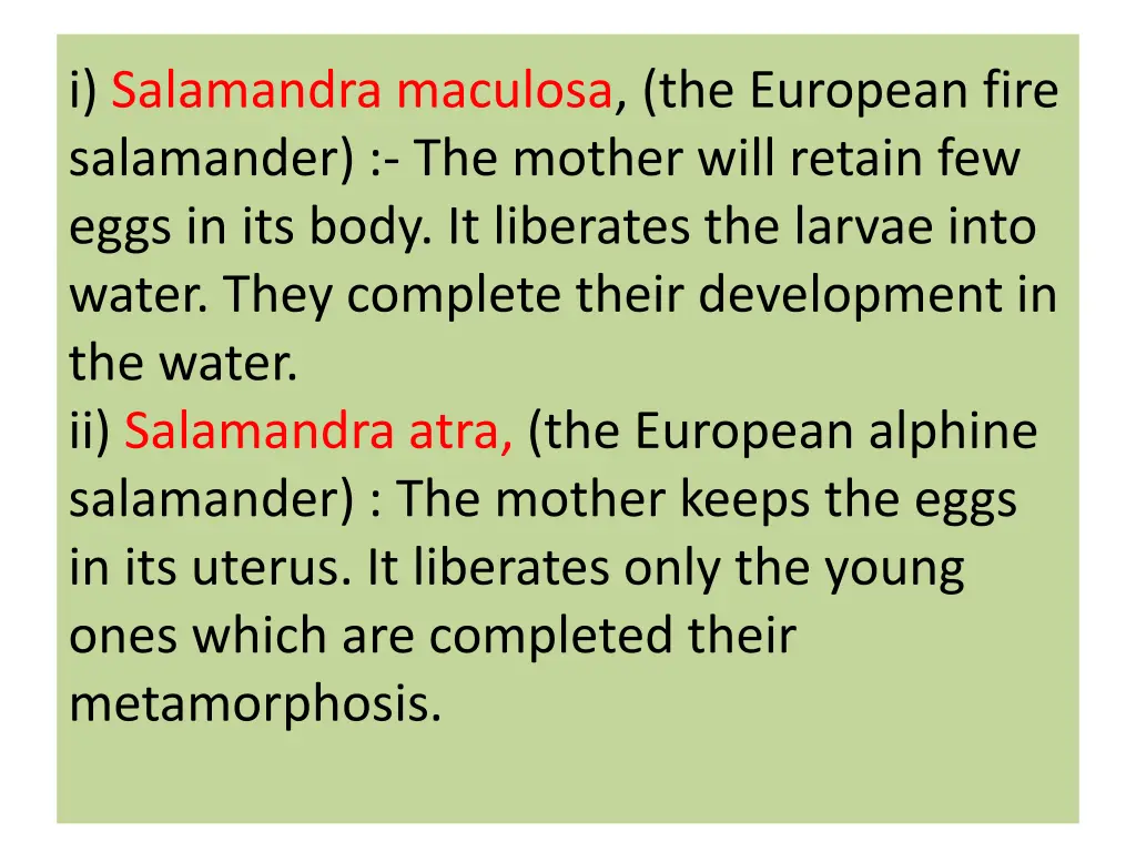 i salamandra maculosa the european fire