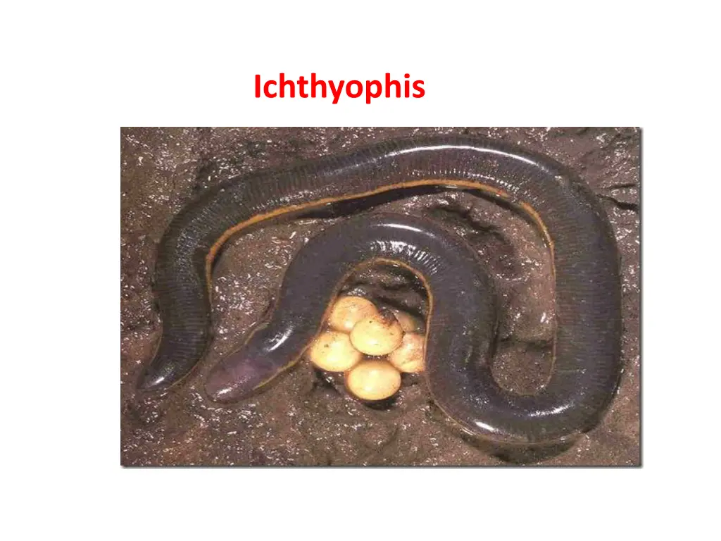 ichthyophis
