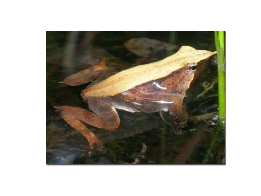 rhinoderma darwinii parentalcare