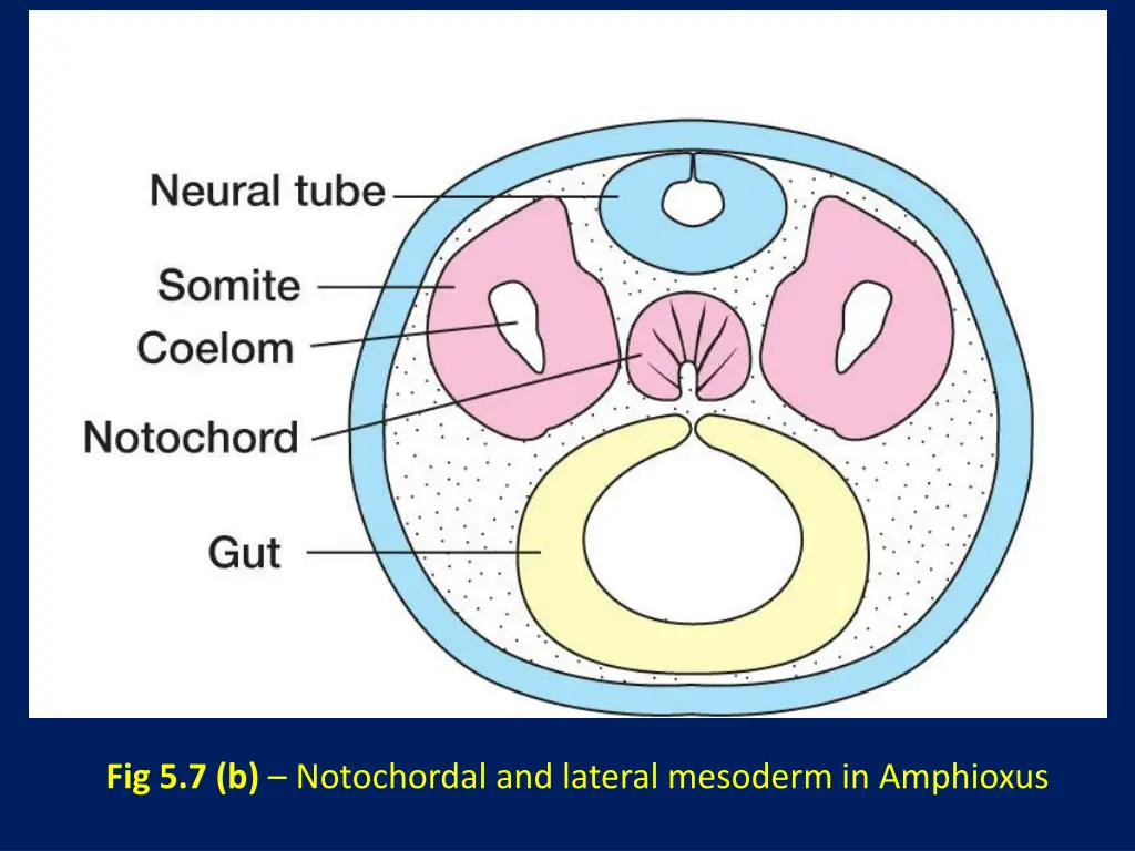 fig 5 7 b notochordal and lateral mesoderm
