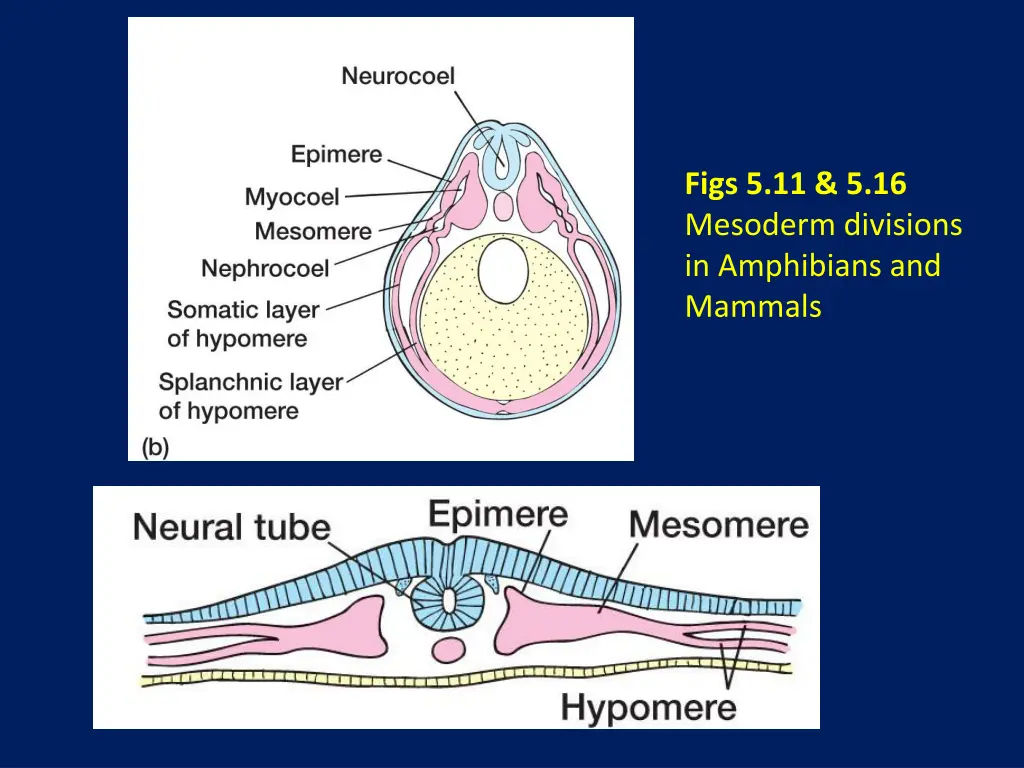 figs 5 11 5 16 mesoderm divisions in amphibians