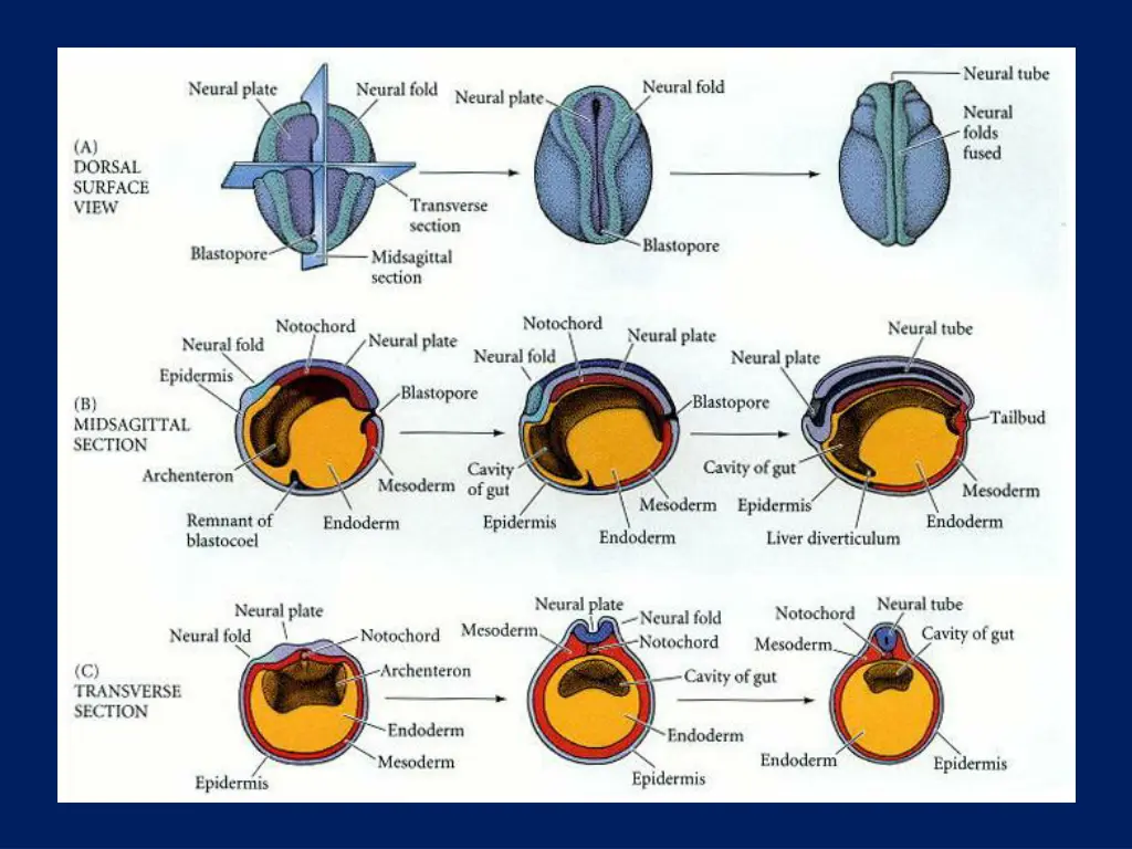 slide4
