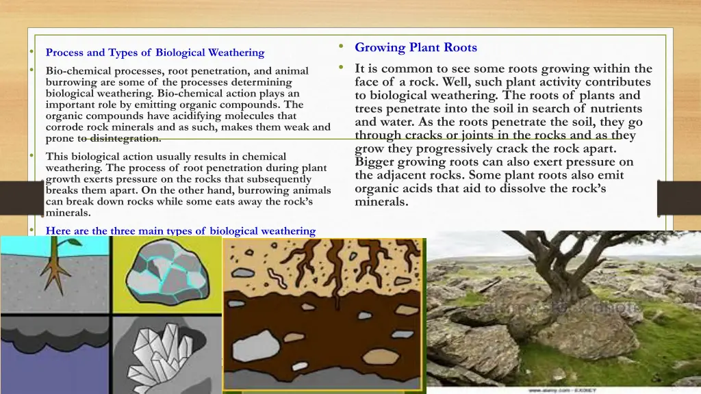 growing plant roots it is common to see some