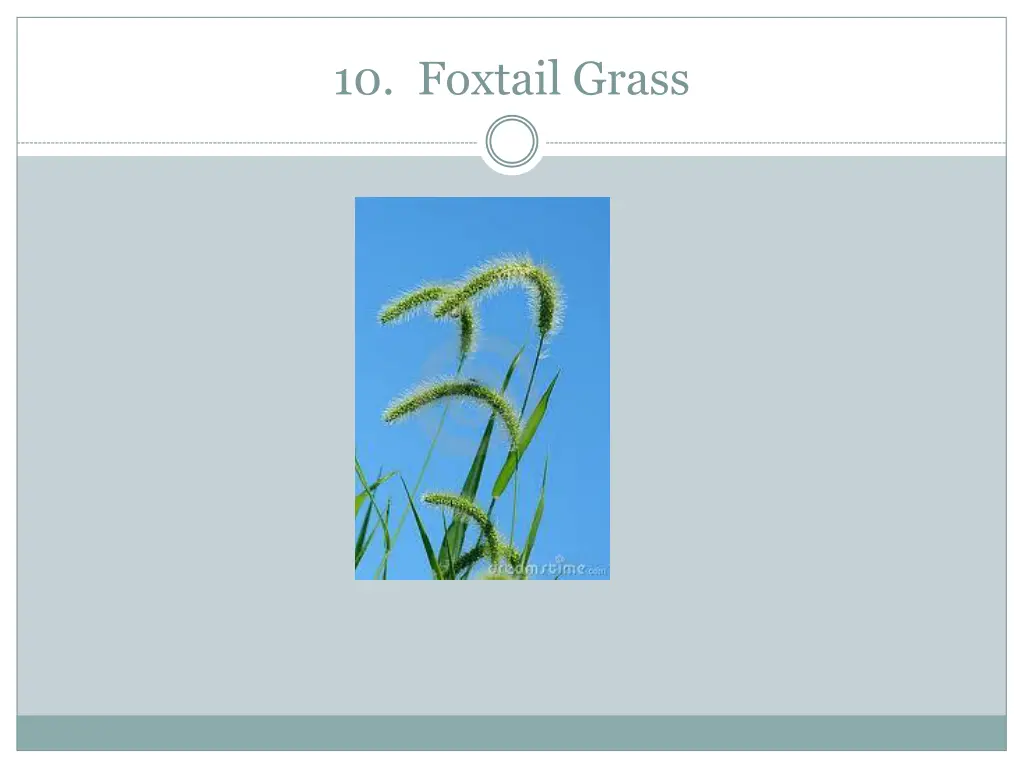 10 foxtail grass