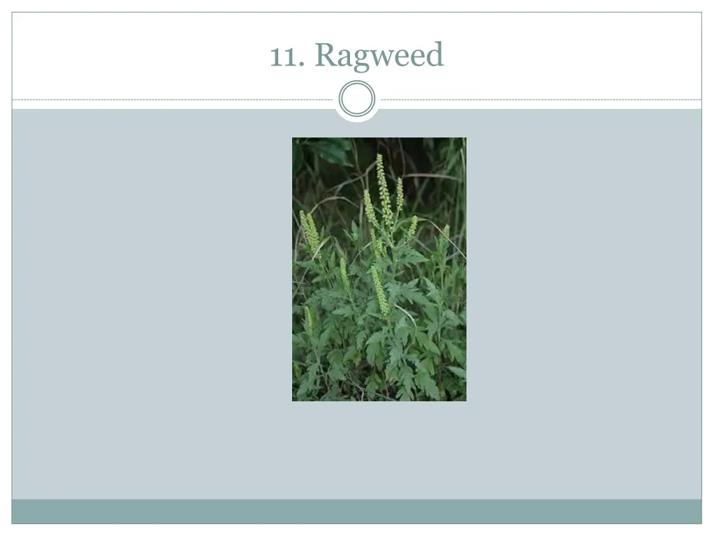 11 ragweed
